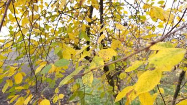Sonbahar bahçesindeki kiraz ağacının dallarında sarı yapraklar.