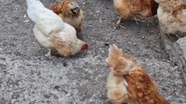 Değişik renklerde birkaç tavuk, beyaz ve kahverengi, taş ve betonla çevrili bir arazide yiyecek arıyorlar..