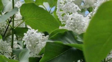Yeşil yaprakların arasında açan beyaz leylak çiçekleri ahenkli bir kontrastlık yaratıyor. Leylaklar güzel renkleri ve hoş aromaları nedeniyle popüler bir süs bitkisidir..