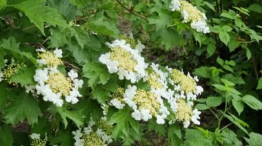 Yeşil yaprakların arasında bir çalılıkta açan beyaz viburnum çiçekleri. Viburnum çiçekleri doğanın güzelliğini simgeler ve Ukrayna kültürünün ve folklorunun önemli bir parçasıdır..