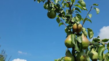 Video, üzerinde birkaç olgun meyve yetişen bir armut dalını gösteriyor. Ağacın yaprakları parlak yeşildir ve arka planda küçük bulutlu açık mavi bir gökyüzü görebilirsiniz..