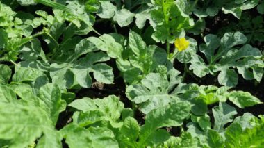 Video, yoğun yeşillikler arasında büyüyen sarı çiçekli karpuz yapraklarını gösteriyor. Yapraklar büyük ve benekli, ve çiçek parlak sarı.