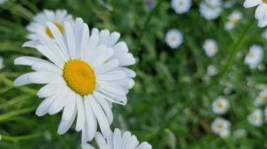 Ön planda beyaz ve sarı papatyalar, diğer bulanık papatyalar ve arka planda yeşil yapraklarla çevrili..