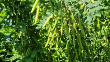 Sarı çalılık akasya. Parlak güneş ışığında dalların üzerinde yeşil yapraklar ve kozalar. Çekici detayları olan doğal güzelliğin videosu..