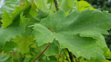 Yeşil üzüm yapraklarını kapayın, bu yapraklar karakteristik şekil ve damarlarıyla iyi bir şekilde tanımlanmıştır. Yapraklar taze ve sağlıklı görünüyor..
