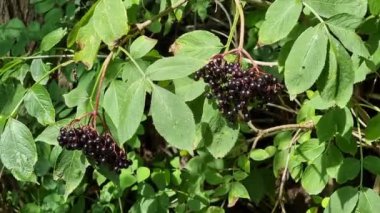 Video, yoğun yeşil yaprakların arasında asılı siyah elderberry 'li fırçaları gösteriyor. Meyveler olgun görünüyor ve ışık ve gölgeler yaprakların ve meyvelerin dokusunu vurguluyor..