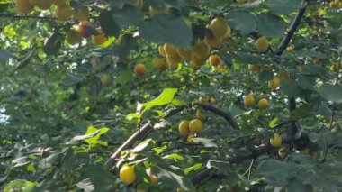 Kalın yeşil yaprakların arasında, ağaçta yetişen sarı meyvelerin videosu. Erikler. Kirazlı erik. Ağaç, güneş ışığıyla aydınlanan doğal bir çevrededir..