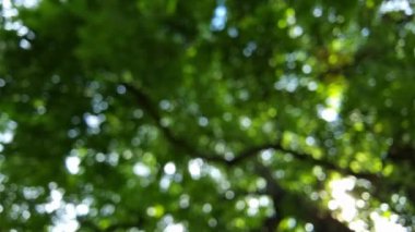 Yaprakların arasından geçen ışığı gösteren bir görüntü yumuşak, yuvarlak yansımalar yaratıyor. Bokeh etkisi yumuşak, rüya gibi bir görünüm yaratır..