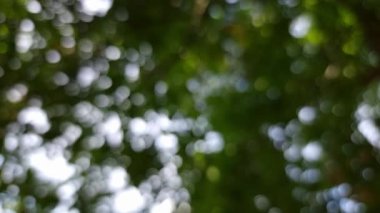 Bokeh yapraklarıyla bulanık bir arkaplan. Işık yaprakların arasından geçer, yumuşak, yuvarlak yansımalar yaratır..