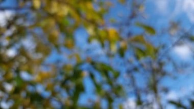 Görüntüler, bulutlu açık mavi gökyüzüne karşı sarı ve yeşil yapraklı bir ağacın bulanık arkaplanını gösteriyor. Sonbahar sezonu..