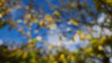 Video, bulutlu mavi gökyüzüne karşı sarı ve yeşil yapraklı bulanık ağaç dallarını gösteriyor. Sonbahar mevsimi.