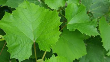 Video, parlak yeşil damarları ve pürüzlü kenarları olan üzüm yapraklarının yakın çekimini gösteriyor. Görüntüler yaprakların doğal dokusunu ve zengin yeşil rengini vurguluyor..