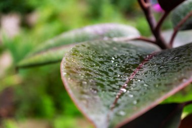 Fotoğraf, su damlacıklarıyla kaplı bir bitki yaprağının yakın çekimini gösteriyor. Yaprak incirinin yeşil ve mor renkleri vardır ve görüntünün arka planı bulanıktır, bu da çerçeveye derinlik katar..