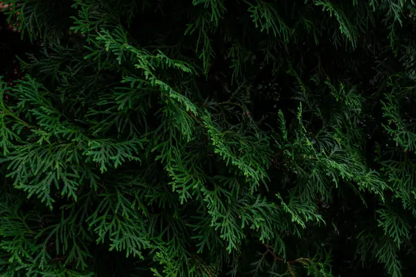Fotoğraf, bir thuja ağacının yakın çekimini ve yoğun yeşil iğnelerini gösteriyor. Dallar, görüntüde yoğun ve desenli bir görüntü oluşturan koyu yeşil bir renge sahiptir..
