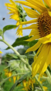 Merkezine ve taç yapraklarına vurgu yapan parlak sarı ayçiçeği. Ayçiçeği ön planda ve diğer bulanık bitkiler uzak mesafeden görülebiliyor, doğada açık alan hissi yaratıyor..