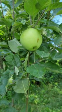 Açık havada yetişen kalın yeşil yapraklarla çevrili elma dalında büyük yeşil bir elma..