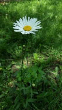 Beyaz yaprakları ve sarı bir merkezi olan narin bir papatya yeşil çimlerin arasında çiçek açar ve doğal güneş ışığındaki dingin güzelliği yakalar..
