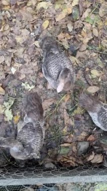 Üç kahverengi tüylü ördeğin yapraklarla kaplı bir zeminde tel bir çitin yanında yiyecek ararken yukarıdan aşağı baktığı bir manzara. Sahne doğal ve sonbahara ait..