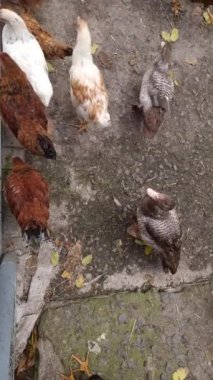 Çiftlik sahnesinde tavuklar ve kırsal bir yolda beslenen bir ördek vardı. Kahverengi, beyaz ve gri tüyleri doğal ortamlarında yakalanır..