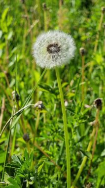 Hassas bir karahindiba tütsüsü, parlak yeşil yeşillikler ve doğal büyümeyle çevrili güneşli bir çayırda belirgin bir şekilde sergilenir..