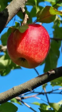 Olgun kırmızı bir elmanın yakın plan bir dala yapışmış, güneş ışığı açık mavi gökyüzü ve yeşil yaprakların zeminine karşı zengin rengini artırıyor..