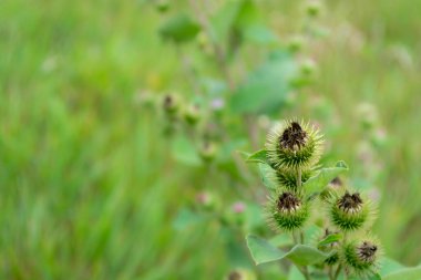 Burdock bitkisinin dikenli yaprakları, canlı yeşil yapraklarla çevrili, yazın sonlarında güneşli bir alanda gelişen, doğanın güzelliğini ve detaylarını gözler önüne seren.
