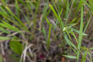 Küçük bir peygamber devesi, öğle vakti yoğun bir doğal ortamda diğer yapraklarla çevrili ince çimenlerde oturur..