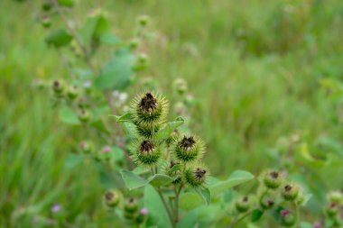 Dikenli yeşil tohum kapsülleri canlı otların arka planına karşı durarak, sakin bir yaz ortamında doğanın esnekliğini ve güzelliğini sergiliyor..