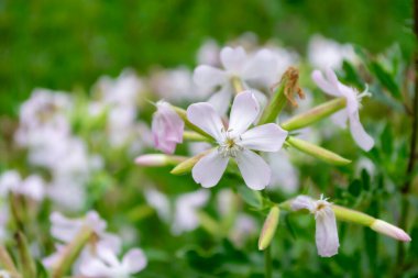 Saponaria officinalis. Soluk pembe aksanlı narin beyaz çiçek kümesi parlak bahar güneşi altında canlı yeşillikler içinde serpilmiş, doğadaki yenilenmeyi ve güzelliği sembolize ediyor..