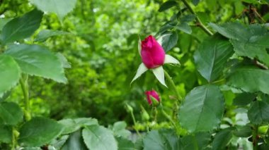 Huzurlu bir bahçede yeşil yapraklarla çevrili canlı pembe bir gül goncası ortaya çıkar. Parlak güneş ışığı baharın tazeliğini vurgular, dingin bir atmosfer yaratır..