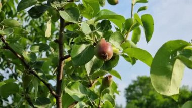 Armutlar, güneşli bir meyve bahçesindeki yeşil yapraklarla çevrili bir ağaçta gelişiyor. Sahne, son bahar büyümesinin ve doğadaki bolluğun özünü yakalıyor..