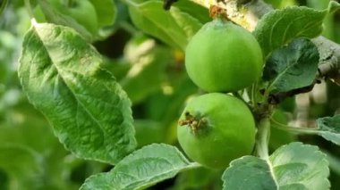 İki küçük yeşil elma bir ağaç dalında gelişiyor. Huzurlu bir bahçede, sıcak güneş ışığı altında canlı yeşil yapraklarla çevrili..