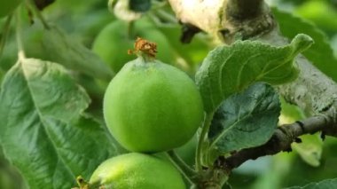 Genç yeşil elmalar canlı yeşil yapraklarla çevrili sağlam bir dalda büyüyorlar. Bu sahne bir yaz bahçesindeki doğanın güzelliğini gözler önüne seriyor..