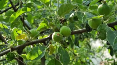 Taze yeşil elmalar, yaz ortasında yeşeren bir meyve bahçesinde canlı yapraklarla çevrili güçlü bir dalda büyüyorlar. Sahnede sağlıklı meyve gelişimi sergileniyor.