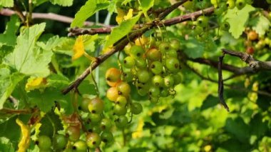 Yeşil ve kırmızımsı kuş üzümü kümeleri canlı yeşil yapraklarla çevrili bir sarmaşıktan sarkıyor. Sıcak yaz aylarında bu hoş gösteri bir bahçede gerçekleşir..