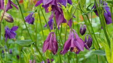 Narin mor sütun çiçekleri yemyeşil yapraklardan çıkar, yeşeren bir bahçede eşsiz şekillerini ve canlı renklerini sergilerler. Ortalık sakin ve davetkar..