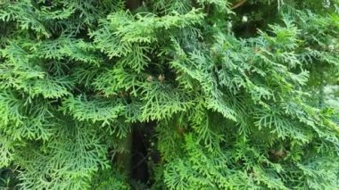 Yoğun parlak yeşil thuja yaprakları zengin, doğal bir zemin oluşturur. Güneş ışığı, sakin bir ortamda yaprakların karmaşık desenlerini vurgular..