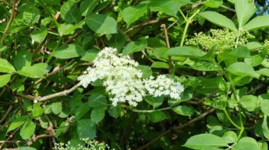 Parlak beyaz çiçekler yemyeşil yapraklardan çıkar ve canlı bir bahçe ortamındaki doğanın güzelliğini gözler önüne serer. Sahne ilkbahar büyümesi ve yenilenmesinin özünü yakalıyor..