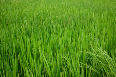 pirinç tarlası sabah