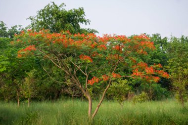 Krishna Chura Tree with flower - Krishna Chura Flower
