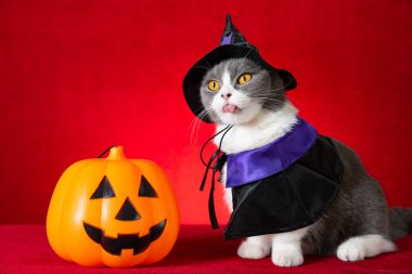 Cadılar Bayramı karakteri olarak cadılar bayramı pelerinli şirin İngiliz kısa hava kedisi ve yanında da balkabağı feneri var.