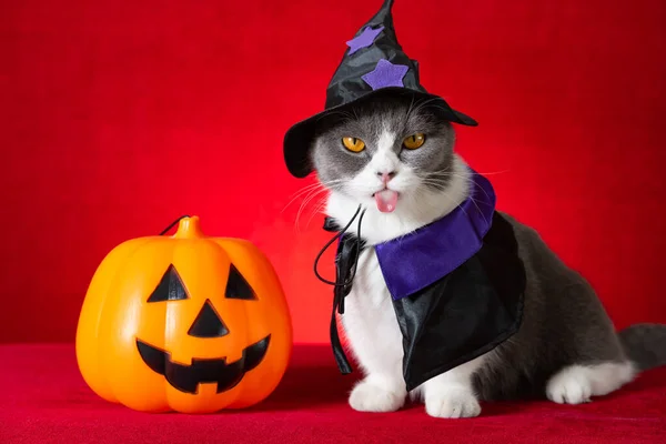 Słodkie Brytyjski Krotkie Kot Wiedźma Płaszcz Jako Znak Halloween Jack — Zdjęcie stockowe