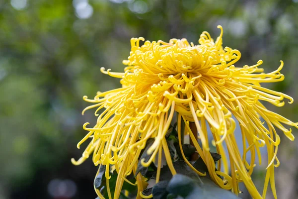 stock image side of a yellow chrysanthemum flower