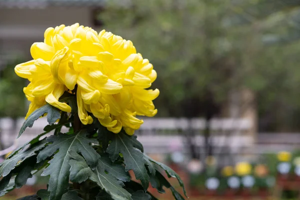 Seite Einer Gelben Chrysanthemenblume — Stockfoto