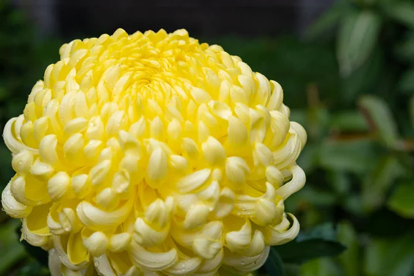 Lado Una Flor Crisantemo Amarillo — Foto de Stock