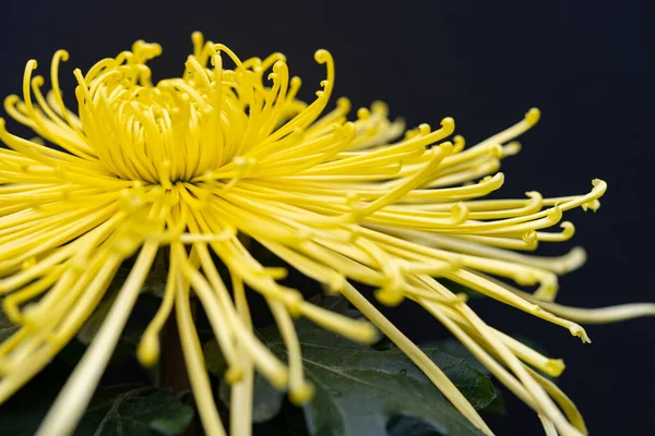 Side Yellow Chrysanthemum Flower — Stock Photo, Image
