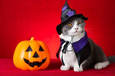 Cadılar Bayramı karakteri olarak cadılar bayramı pelerinli şirin İngiliz kısa hava kedisi ve yanında da balkabağı feneri var.