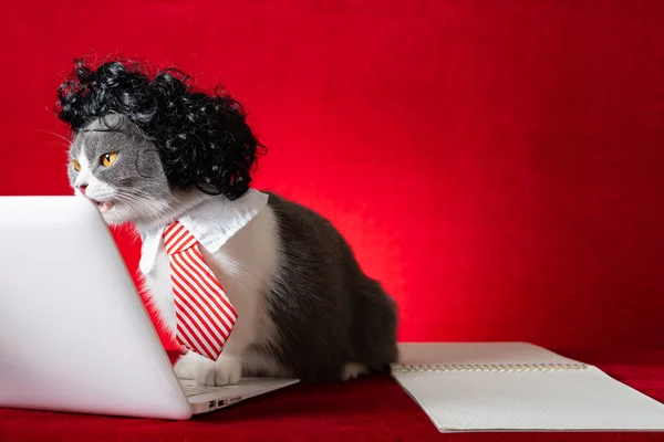 Brytyjski Krotkie Kot Peruka Krawat Jak Biznes Lady Praca Laptop — Zdjęcie stockowe