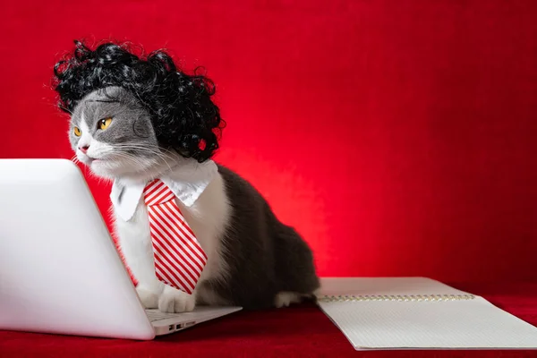 Британская Короткошерстная Кошка Парике Галстуке Бизнес Леди Работающая Ноутбуком — стоковое фото