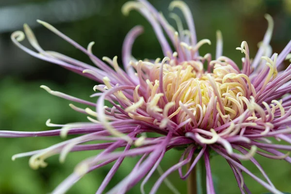 Vista Ángulo Bajo Una Flor Crisantemo Púrpura — Foto de Stock